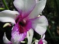  Orchid