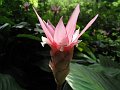  Not an orchid, but still a nice flower