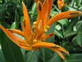  Nice flower