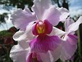  Orchid