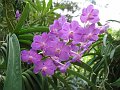  Orchids