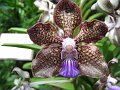  Orchid