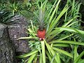  Pineapple!