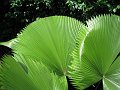  Nice leaves