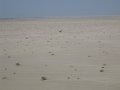  One lonely camel was all we found