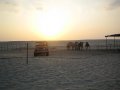  Camel camp outside Ruwais