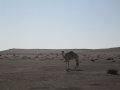  Camel outside Ruwais