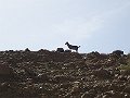  More goats