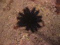  Thorns Starfish