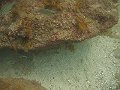  Some fish and soft corals