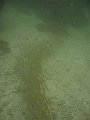  Nice shoal of small fish
