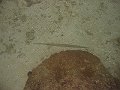  A lonesome cornetfish