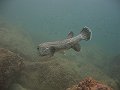  Quite a big Spot-fin porcupinefish