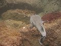  The same porcupinefish