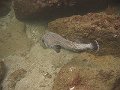 Spot-fin porcupinefish can grow up to 90 cm, this one was about 50 cm