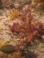  Nice corals at Martini Rock, the second dive site