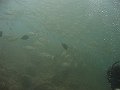  Great shoals of fish