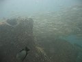  Lots of fish around Martini Rock