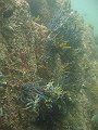  Different types of soft coral