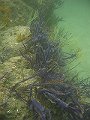  Purple and yellow soft corals