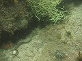  Soft corals and an Undulated moray eel, for once outside its small cave