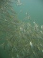  Big shoal of big-eye snappers