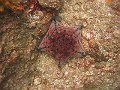  Nice sea star like thingy