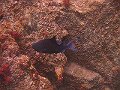  Red-toothed triggerfish.