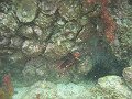  Red lionfish, we saw lots of them!