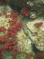  Undulated moray eel and nice red corals