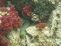  Closer pic of the moray