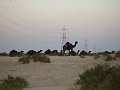  Camels in the Ruwais desert