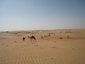  Camels found here and there around the area